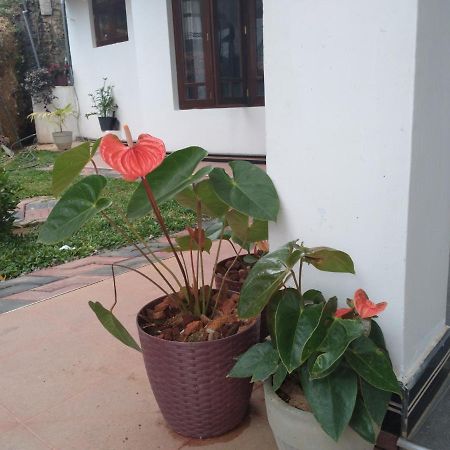 Holly House Homestay إيلا المظهر الخارجي الصورة