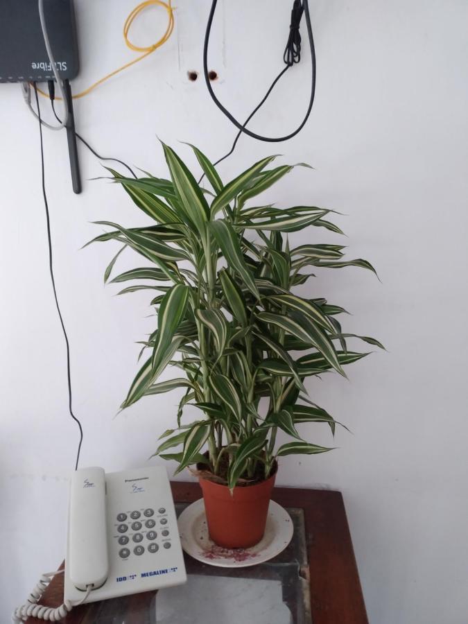 Holly House Homestay إيلا المظهر الخارجي الصورة