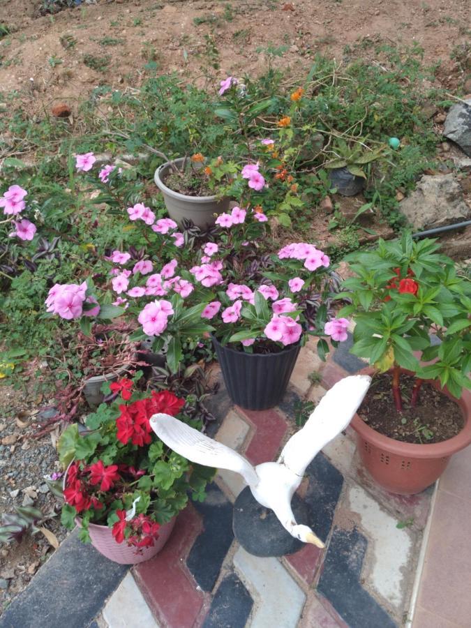 Holly House Homestay إيلا المظهر الخارجي الصورة