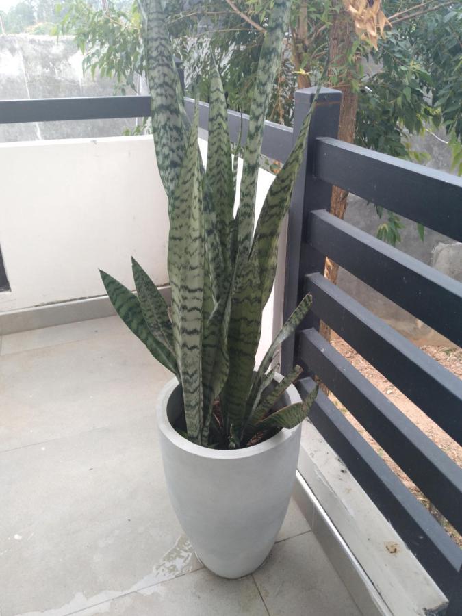 Holly House Homestay إيلا المظهر الخارجي الصورة